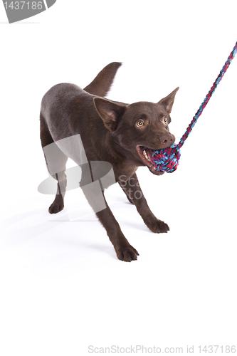 Image of Cute and funny australian Kelpie
