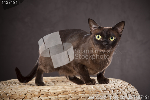 Image of Dark brown cat