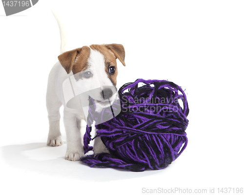 Image of cute jack russell terrier puppy