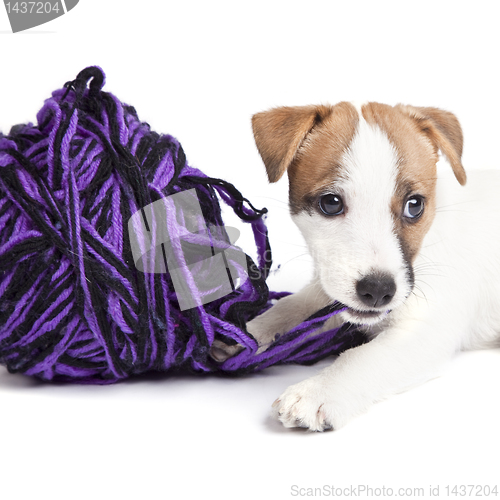 Image of cute jack russell terrier puppy