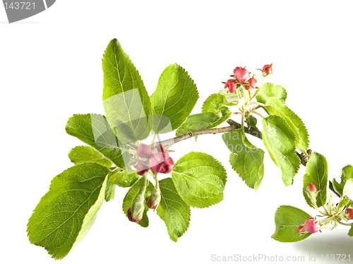 Image of spring - green branch