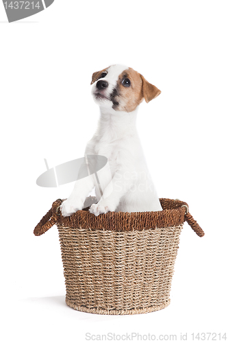 Image of cute jack russell terrier puppy