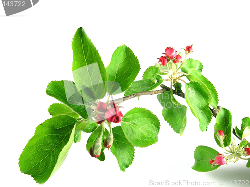 Image of spring - green branch
