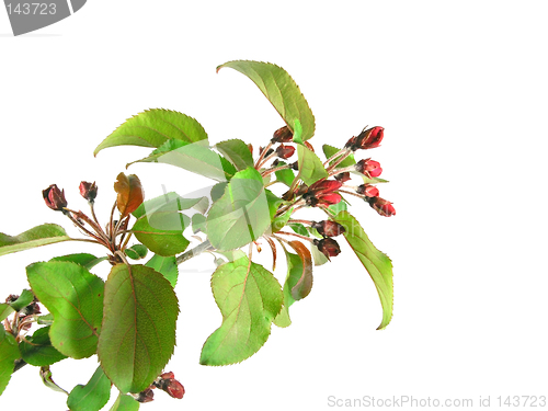 Image of spring - green branch