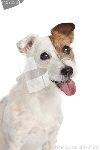 Image of jack russell terrier smiling