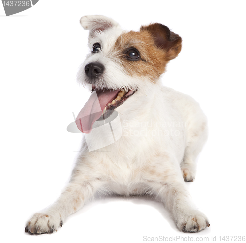 Image of jack russell terrier lying down