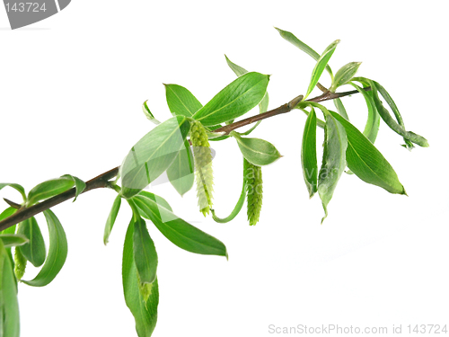 Image of spring - green branch