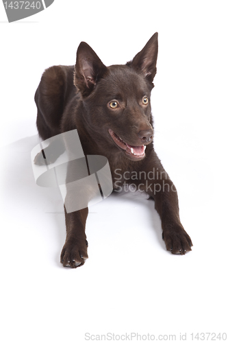 Image of Cute and funny australian Kelpie