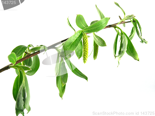 Image of spring - green branch