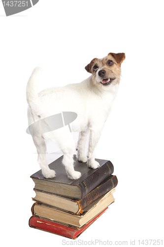 Image of jack russell terrier standing