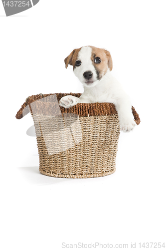 Image of cute jack russell terrier puppy