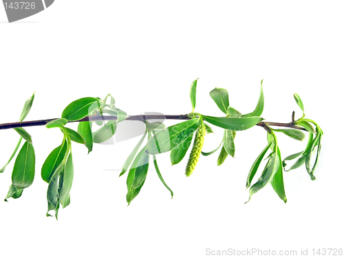 Image of spring - green branch