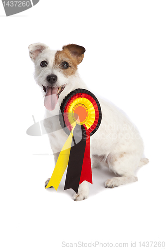 Image of jack russell terrier winner