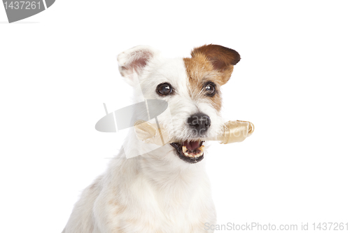 Image of jack russell terrier holding a bone standing