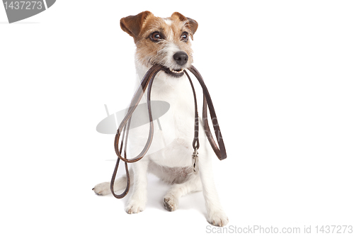 Image of jack russell terrier holding leach