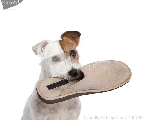 Image of jack russell terrier holding a shoe