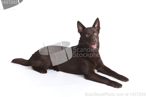 Image of Cute and funny australian Kelpie