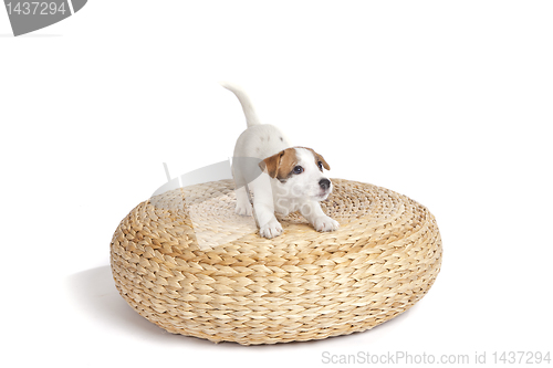 Image of cute jack russell terrier puppy