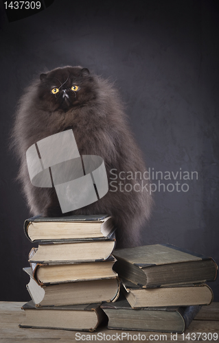 Image of Long haired persian cat on the top of book pile