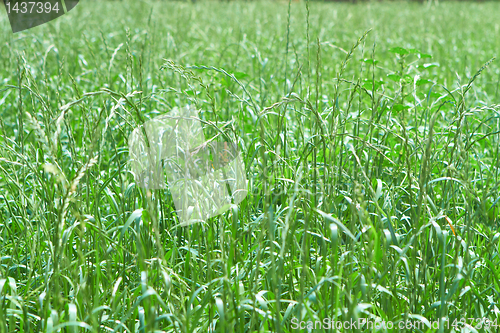 Image of green grass