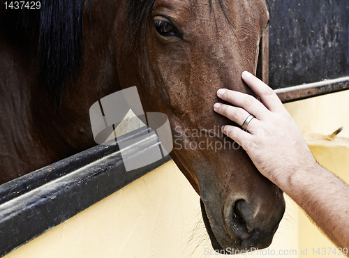 Image of hand on horse head