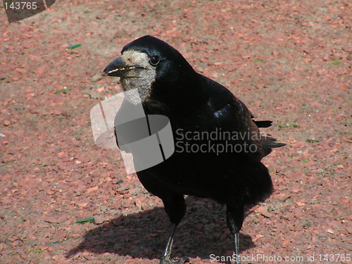 Image of Crow