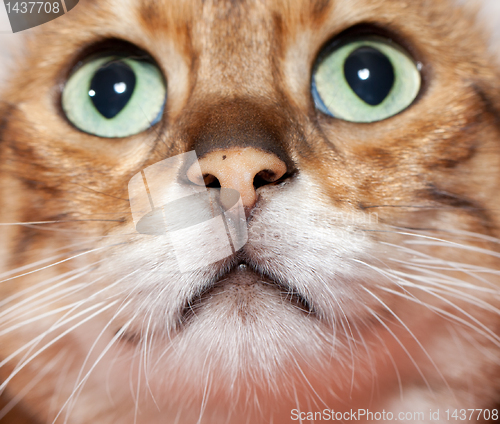 Image of Extreme close up of cat's nose and mouth