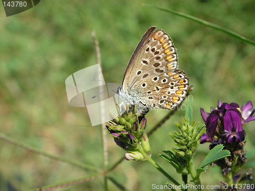 Image of buterfly