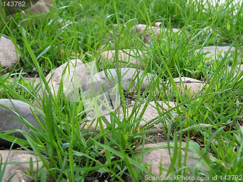Image of grass and stones