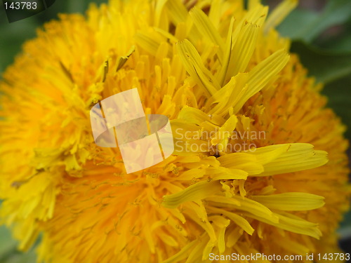 Image of dandelion