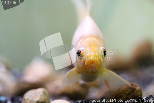 Image of Goldfish