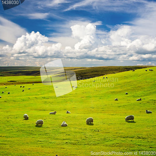 Image of Meadow with flock of sheeps