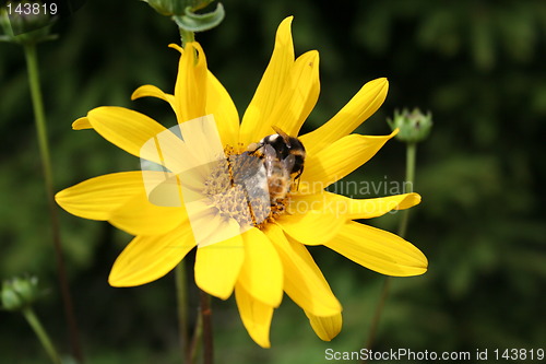 Image of Yellow flower with  two bumble-bee
