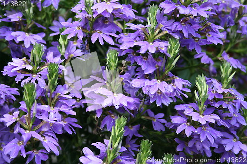 Image of Blue flowers