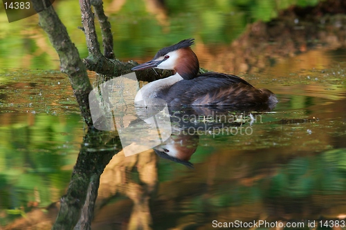 Image of Grebe in Reflections 1