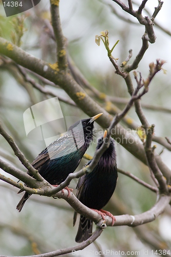 Image of Starlings in walnut tree