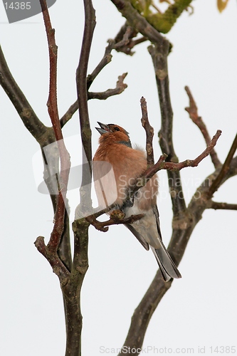 Image of Chaffinch