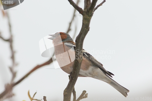 Image of Chaffinch