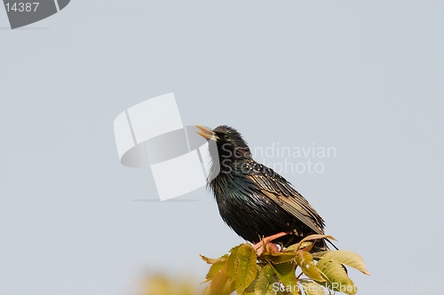 Image of Starling in summer plumage