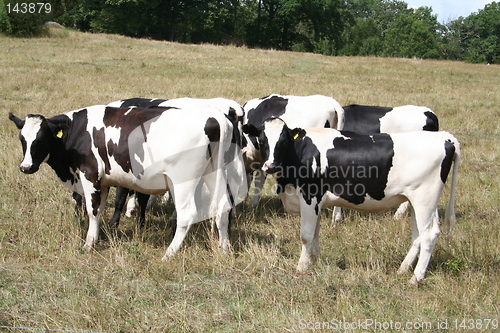 Image of Black and white cows