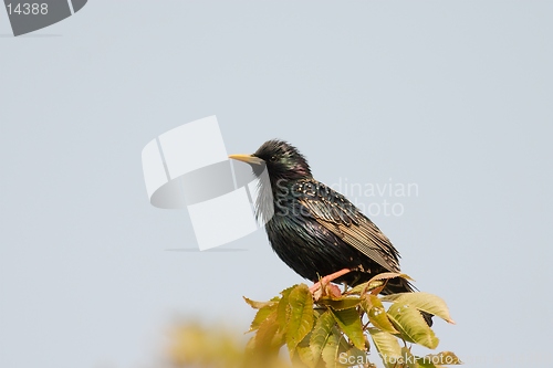 Image of Starling in summer plumage