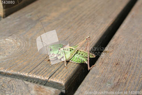 Image of Green grasshopper