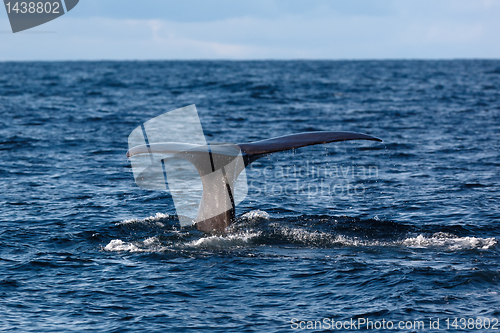 Image of The fluke of Sperm whale as it begins a dive into the North Atla