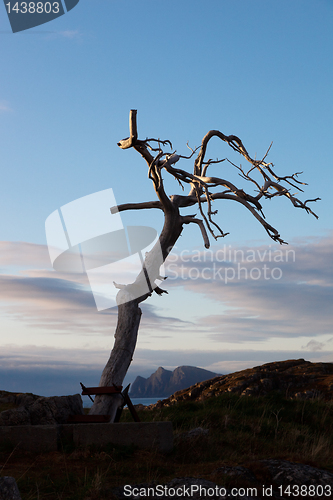 Image of Dead tree