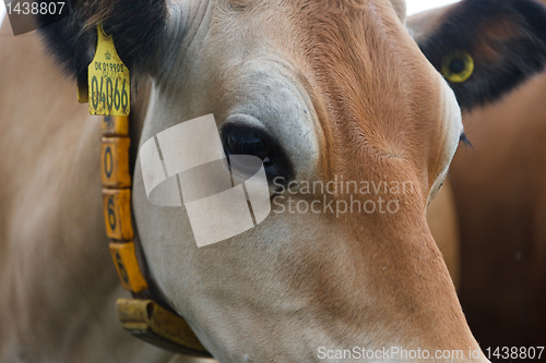 Image of Cow face