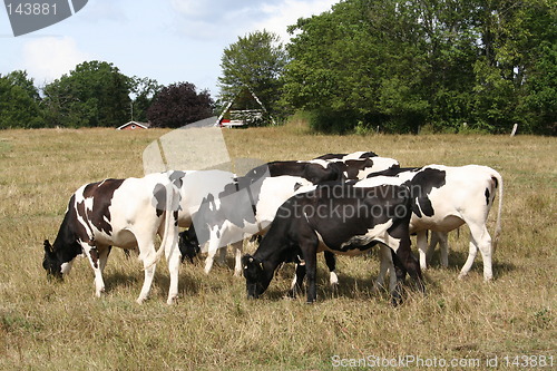 Image of Cows