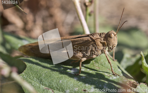 Image of The grasshopper