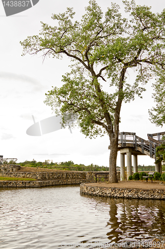 Image of Tree by the water