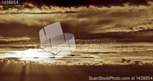 Image of Silhouette of two geese