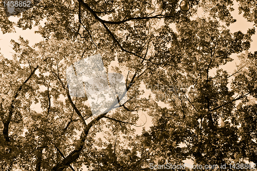 Image of Trees in the sky